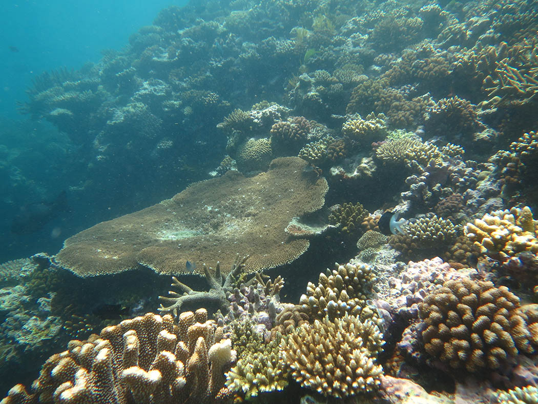Image 1. Five of eight reefs surveyed in in the Princess Charlotte Bay sector were outer shelf reefs with moderate cover. Acropora and Pocillopora corals were common.