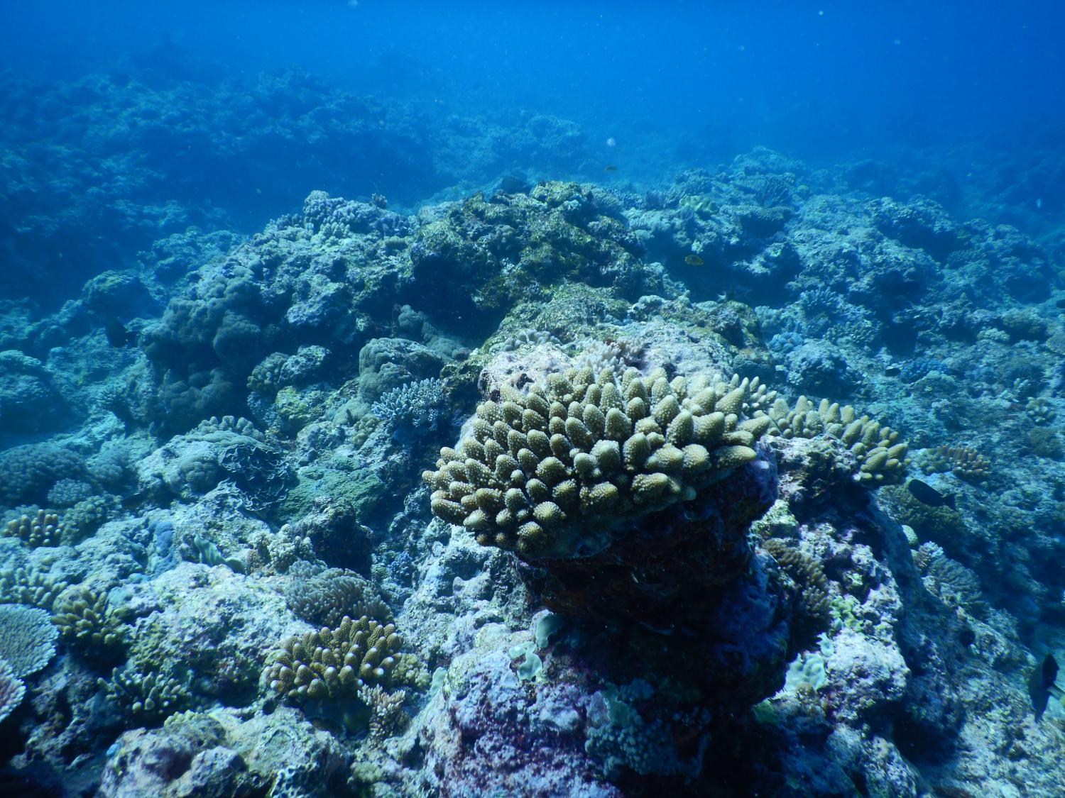 Image 4: Other sections of Rebe reef showing a recovery phase.