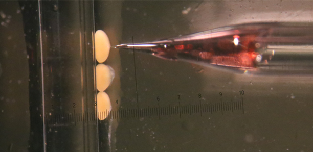 Crispr image 2