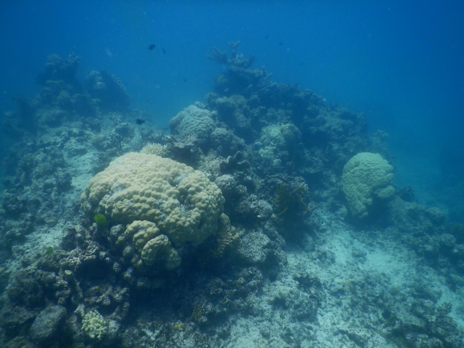Image 3. Porites corals dominate this scene from a mid-shelf reef. These corals are typically most resistant to coral bleaching and the colonies seen here have survived recent disturbances.