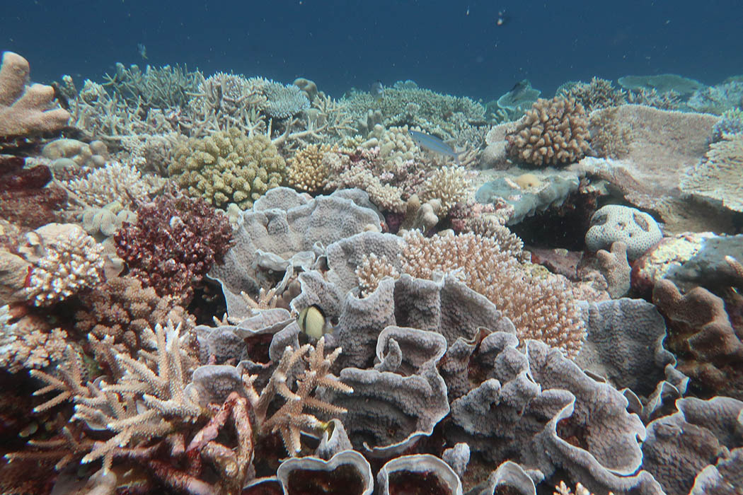 Image 2. Diverse coral communities were common on Mantis Reef.