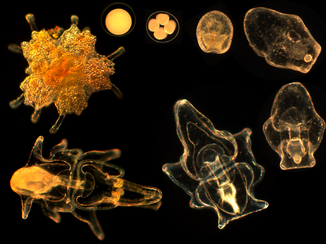 stage of COTS lifecycle under microscope