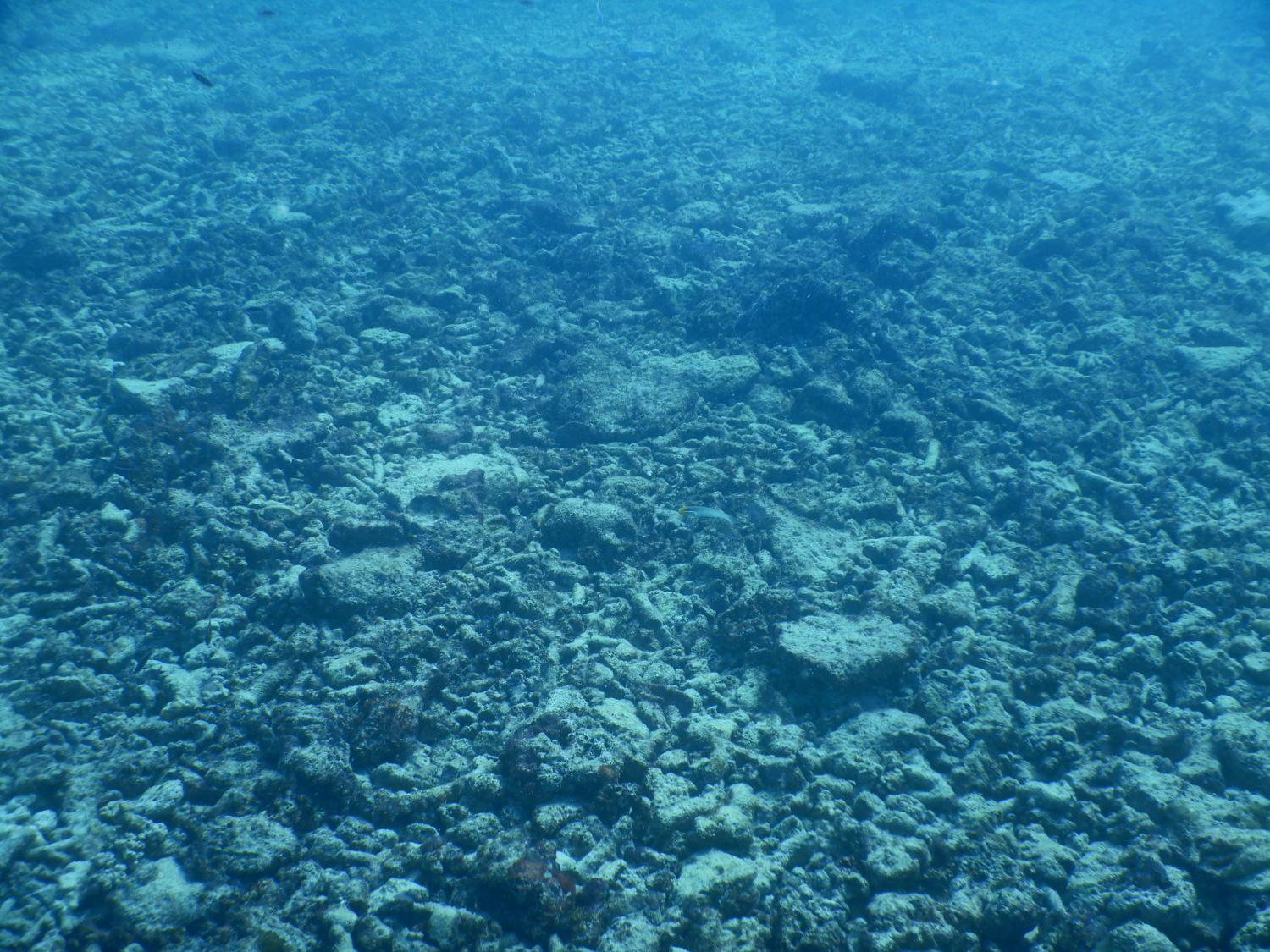 Image 1: Broken remnants of coral skeletons, potentially caused by Cyclone Debbie. Inshore reefs were particularly affected by this cyclone.