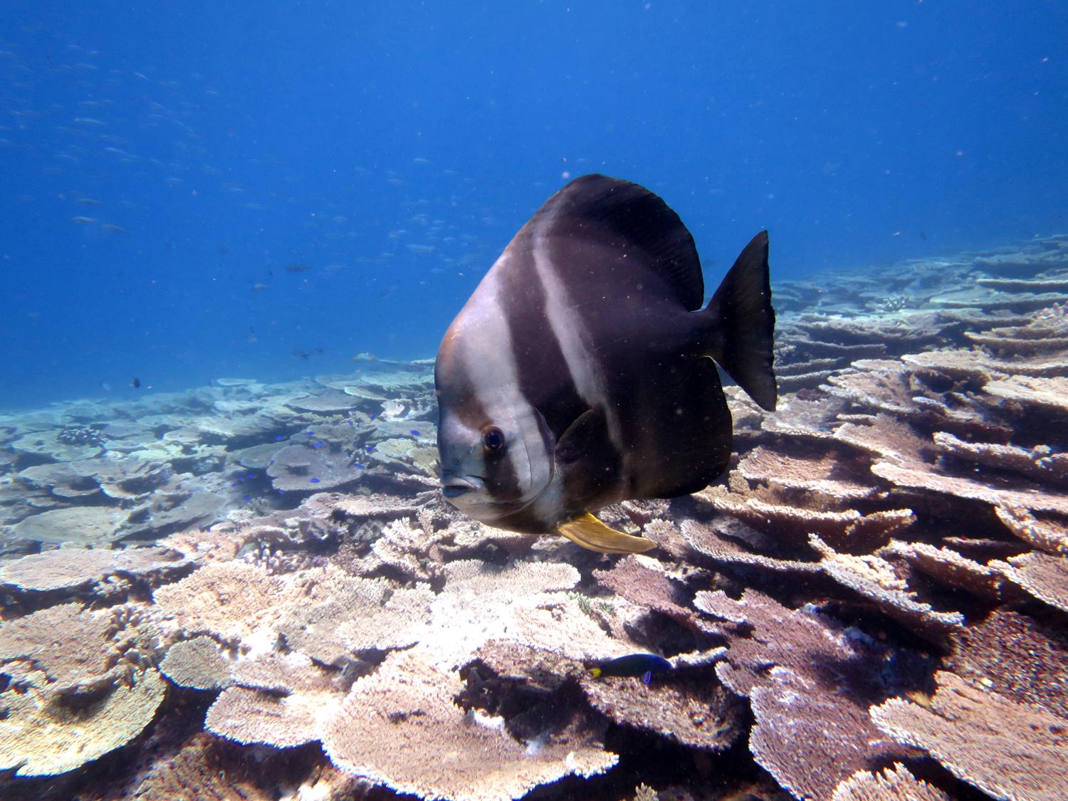 Image 2. An inquisitive teira batfish (Platax teira) approaches one of the survey team at Lady Musgrave Is. Reef.