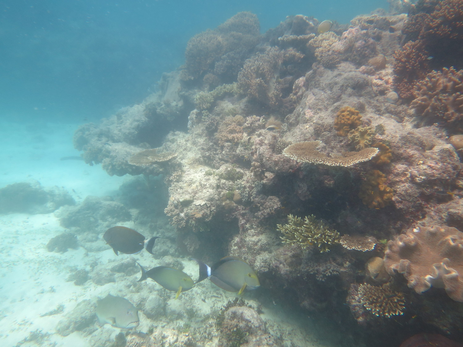 Image 1. Surgeonfish patrol the reef slope characterised by the patchy cover of hard and soft corals at Beaver Reef.