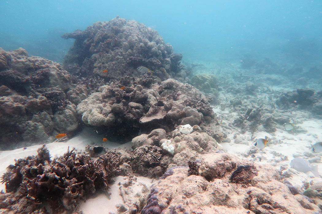 Image 1. Reef 11-049 had low coral cover and many dead skeleton or partially dead coral colonies as a result of prior coral bleaching events.