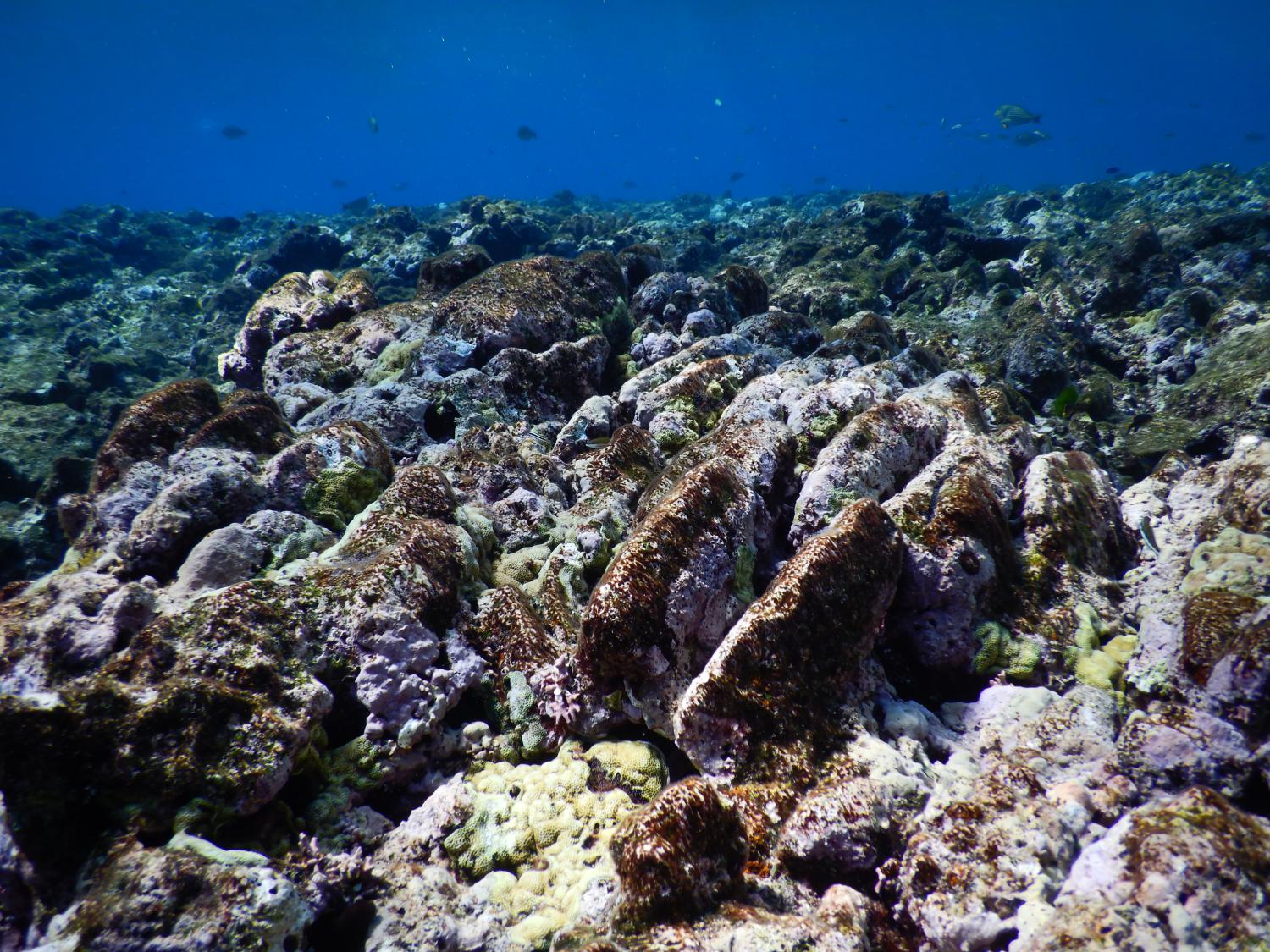 Image 2. A view of the reef crest showing ridges, which are the dead standing skeletons of former living corals (Isopora spp.), that probably died as a result of the severe bleaching event in 2015/16 and 2016/17. There appears to be some regrowth of small colonies in the valleys between ridges.