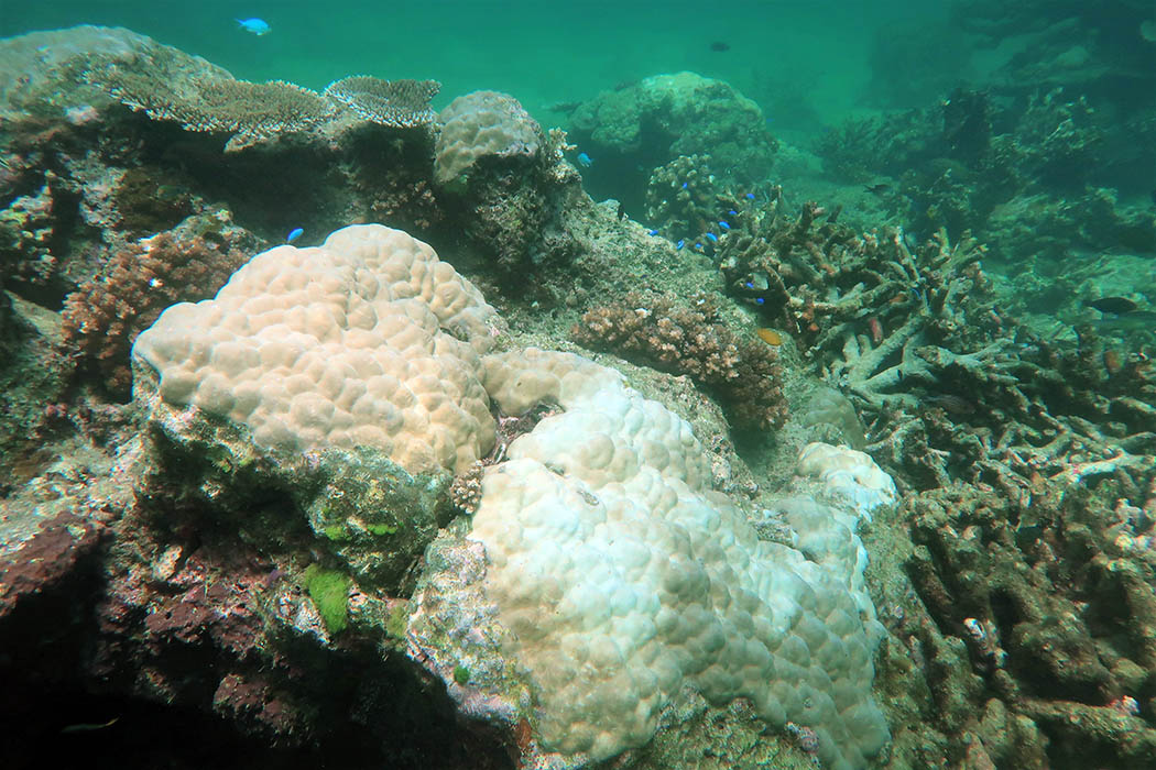 Image 2. Coral bleaching on a massive Porites colony at Corbett Reef