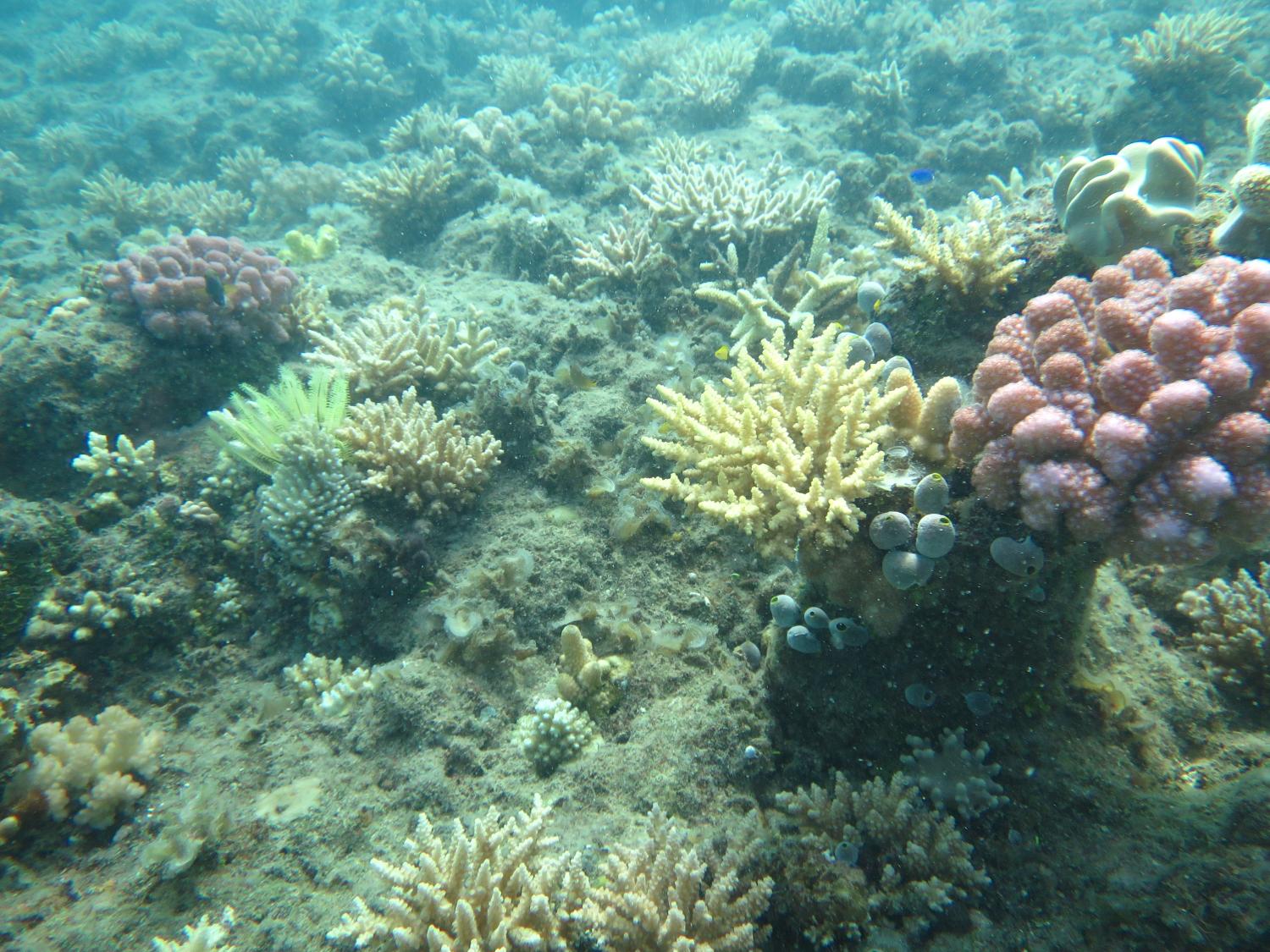 Image 1. A view of the reef slope showing corals from a number of size classes. The largest corals most likely survived the severe bleaching events in 2015/16 and 2016/17, while the smaller corals are those which resulted from coral spawning events after the bleaching. The regeneration of coral populations has led to small increases in coral on some reefs.