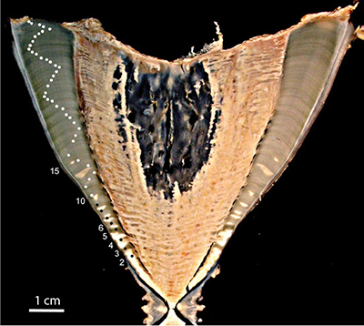 cross section of whale shark vertebrae showing growth bands