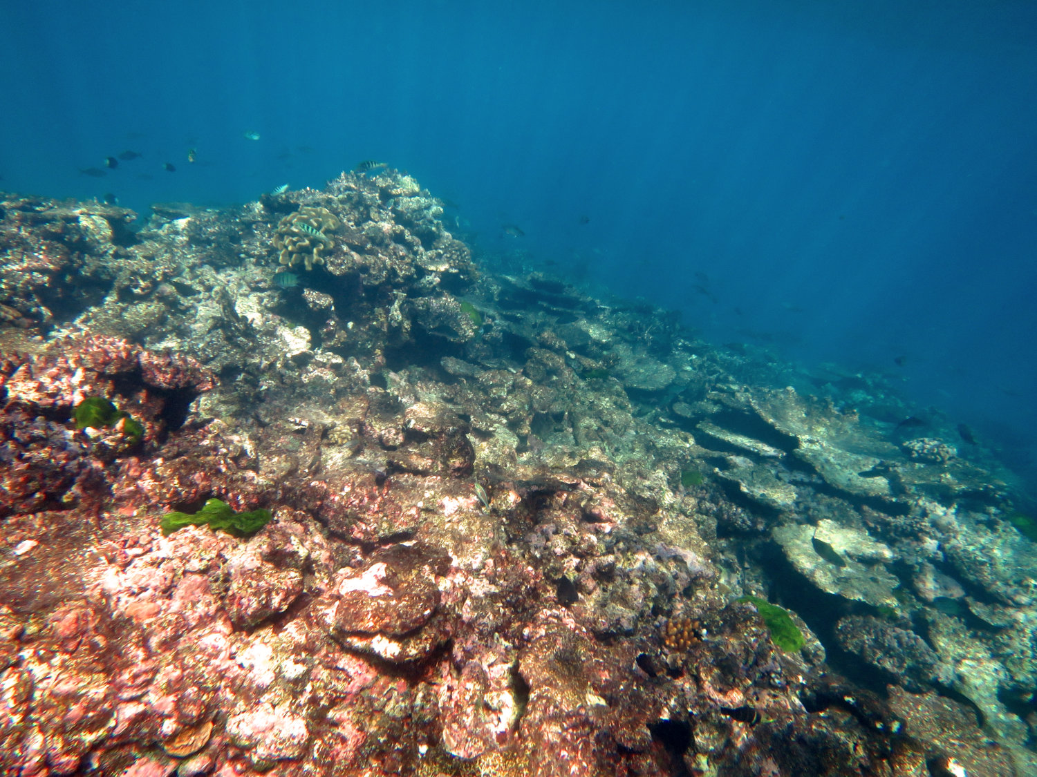 Image 1. In 2017 and 2018, an active outbreak of COTS was recorded on Rib Reef which dramatically reduced the hard-coral cover. Since then, numbers of COTS have substantially reduced due to active COTS control, however the damage has been done and large areas of this reef are now dominated by algal-covered dead skeletons.