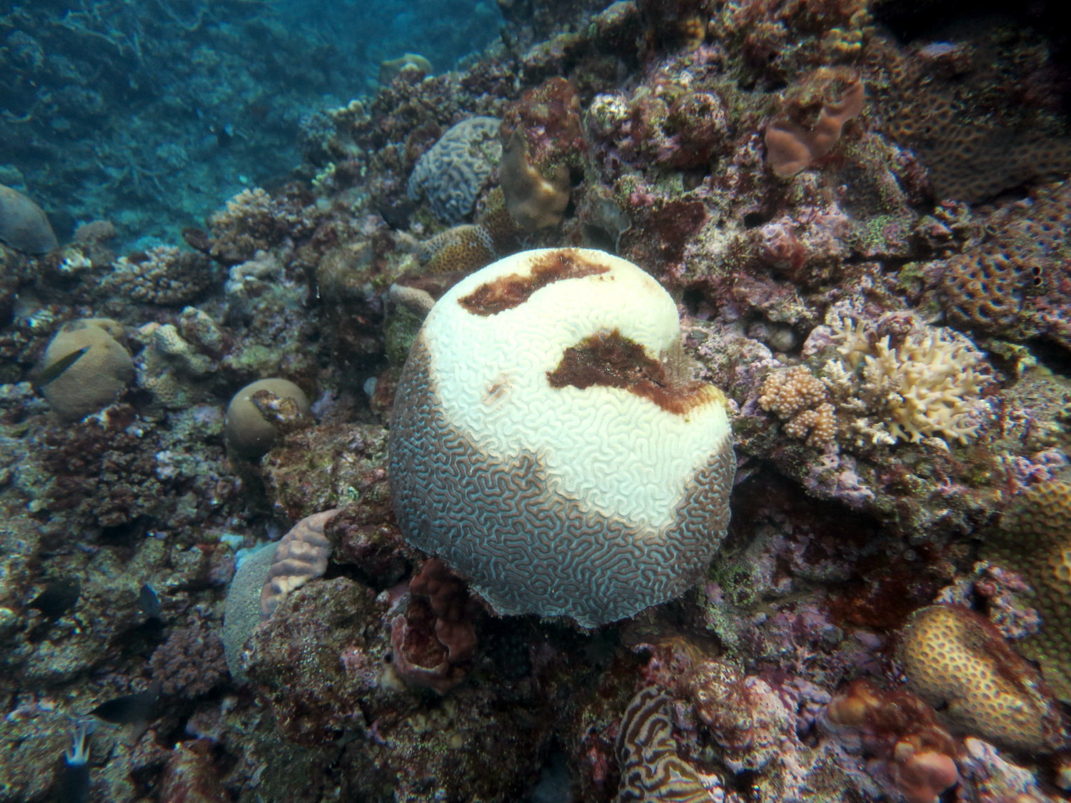 Image 2. Low to moderate severity coral bleaching was recorded on many reefs during the 2020 surveys. Many like this Platygyra spp. were still partially bleached despite being winter.