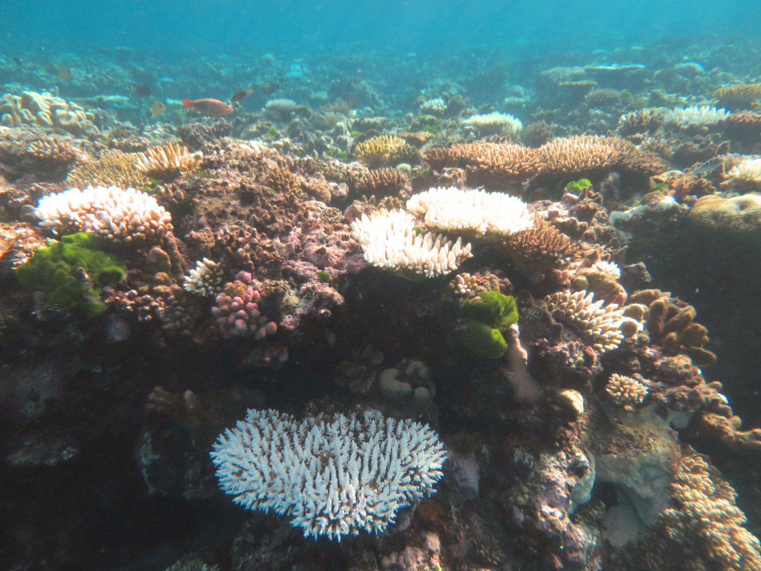 Report on surveys of the Townsville sector of the Great Barrier Reef | AIMS