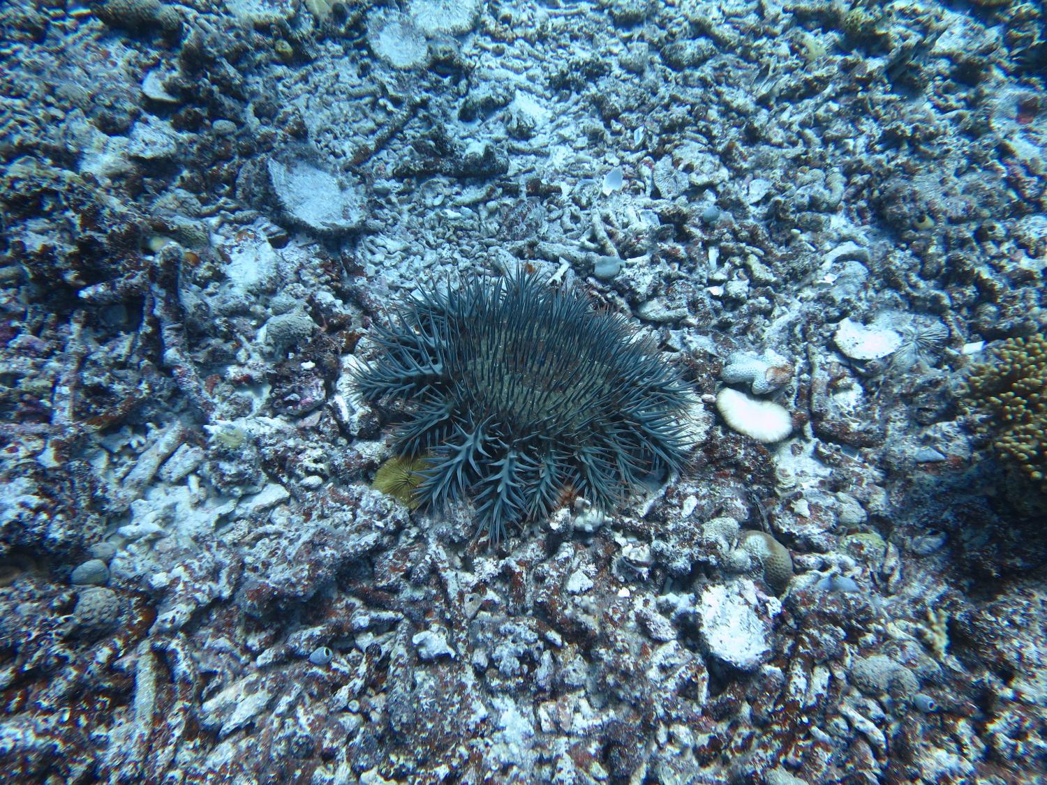 Image 1. Crown-of-thorns starfish (COTS) remain active on reefs in this sector. Reef 21-064 is currently experiencing an Active Outbreak.