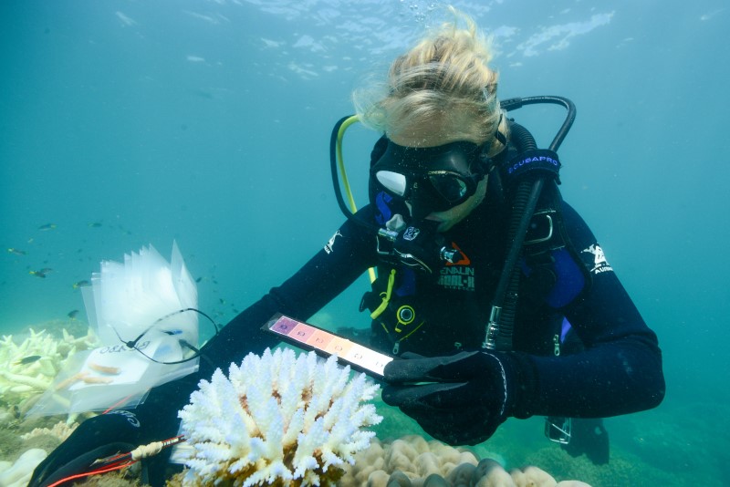 Diver measures bleached coral