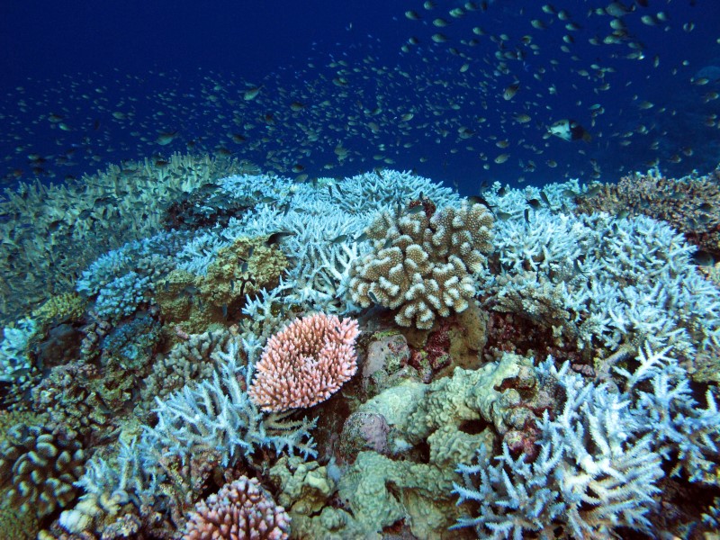 Coral reef scene at Rowleys with bleached corals and fish