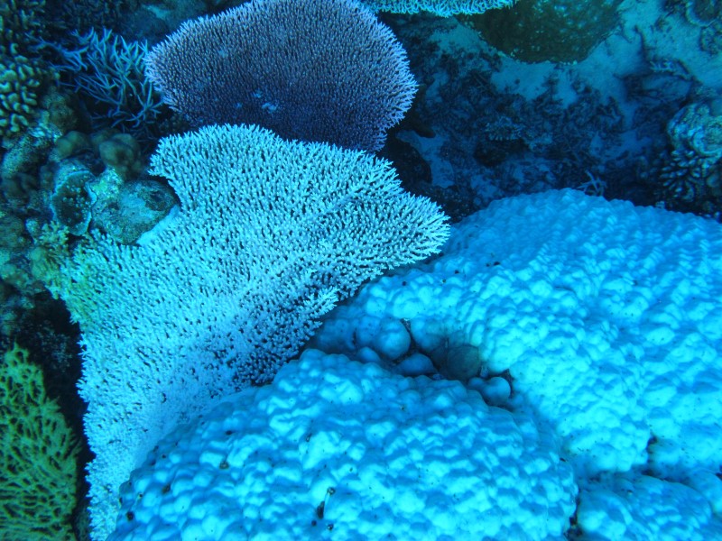 Large white boulder corals