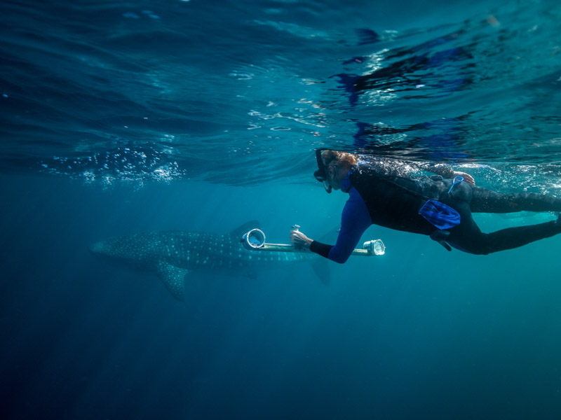 Whaleshark and researcher with stereovideo