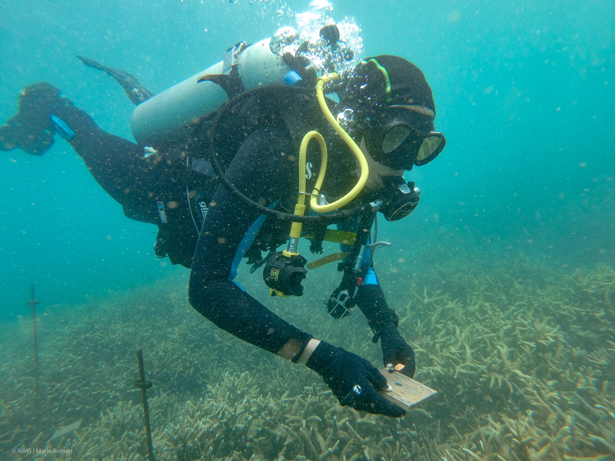 diver with settlement tile