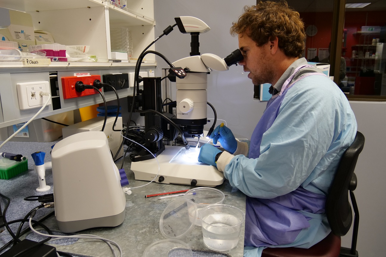 Dr. Phillip Cleves of Carnegie Institute for Science microinjecting CRISPR-Cas9 reagents to make genomic edits in coral embryos (Acropora millepora)