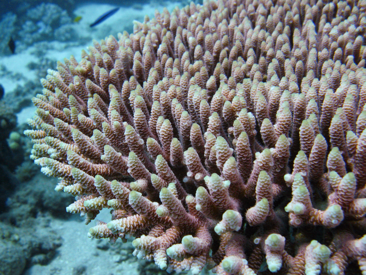 A colony of Acropora millepora on the Great Barrier Reef