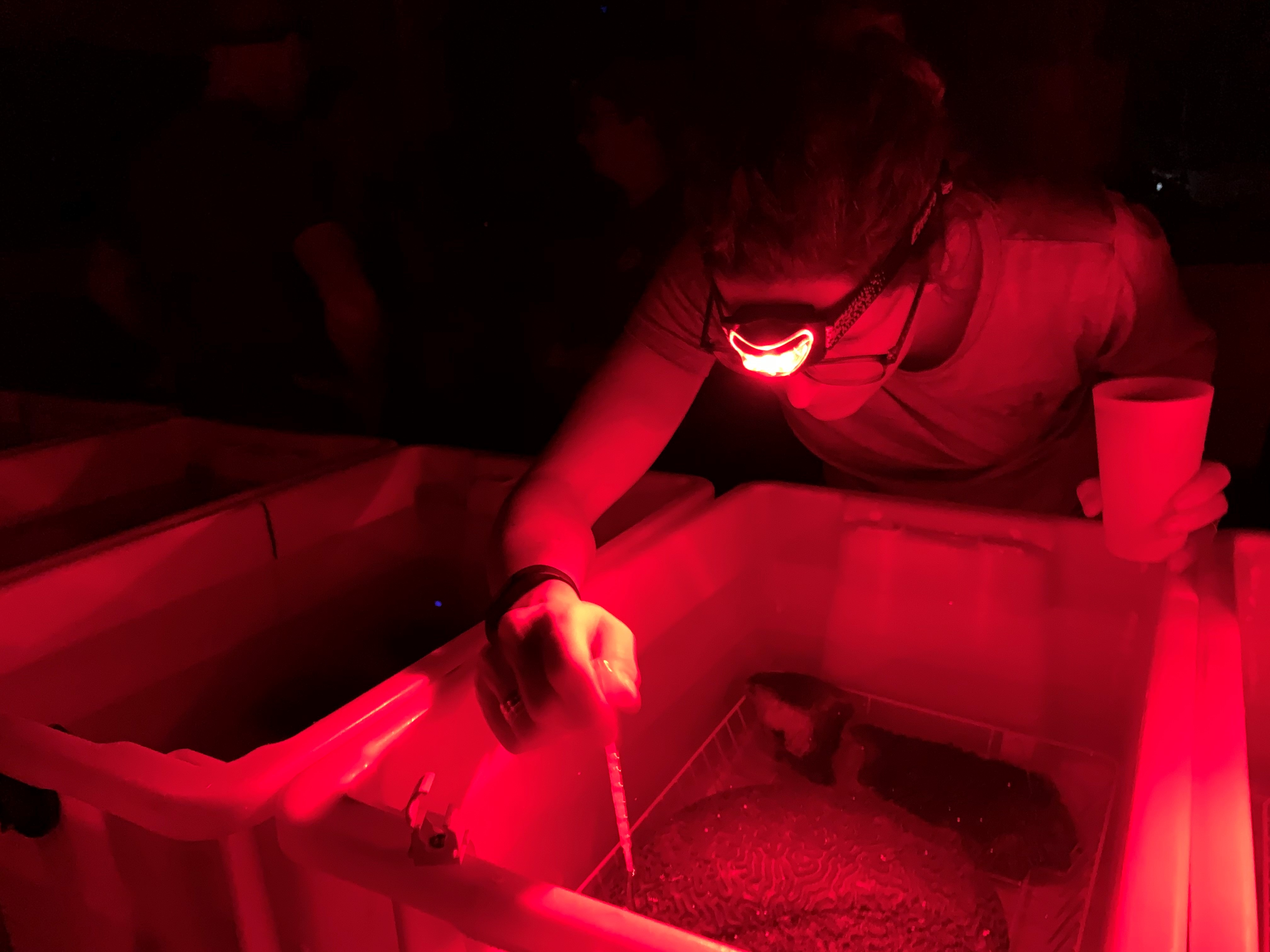 spawning in seasim under red light