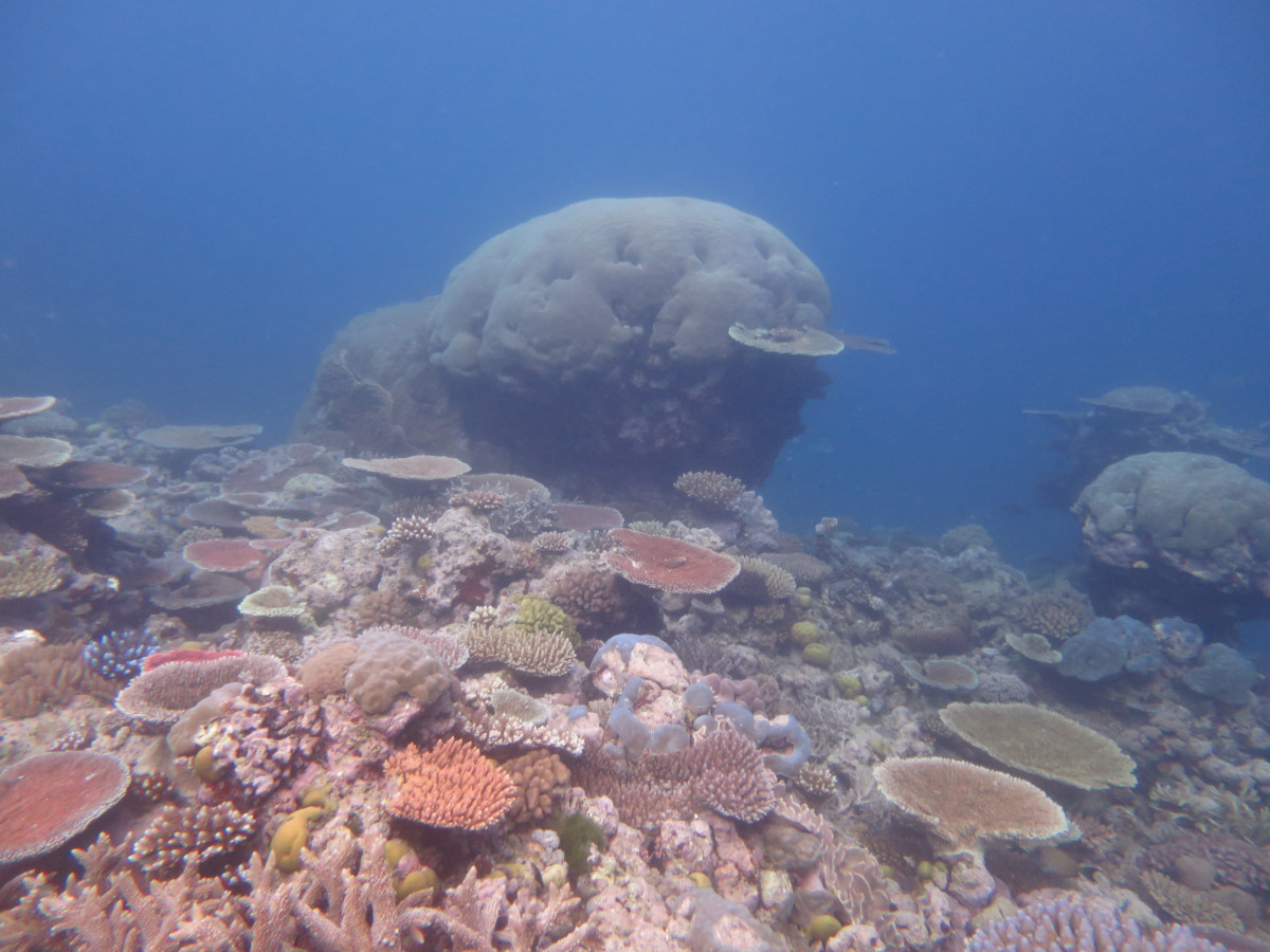 Image 1. A healthy coral assemblage on St. Crispin Reef indicating strong recovery from recurrent mass coral bleaching events in 2016, 2017 and 2020.