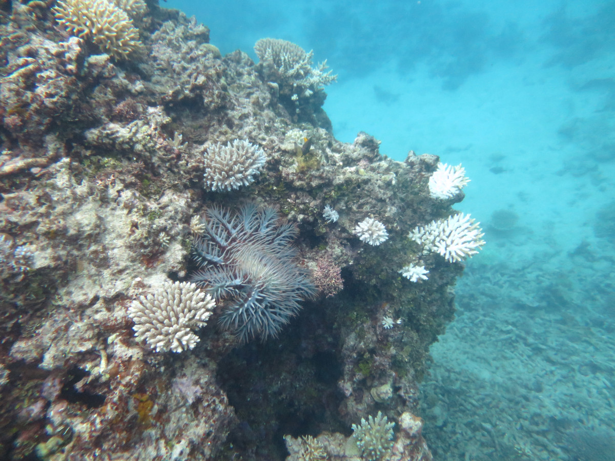 Image 2. Only one single COTS was recorded during manta tow surveys across seventeen reefs in the Cairns sector. This indicates that the current fourth wave has progressed south of this sector and in the absence of further disturbances, reefs offshore from Cairns should continue to recover back to pre-disturbance levels.