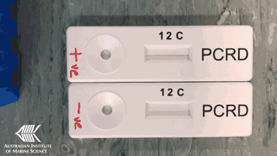 Two small devices have water dropped onto them. The top one reveals 2 vertical lines, the bottom one reveals one line.