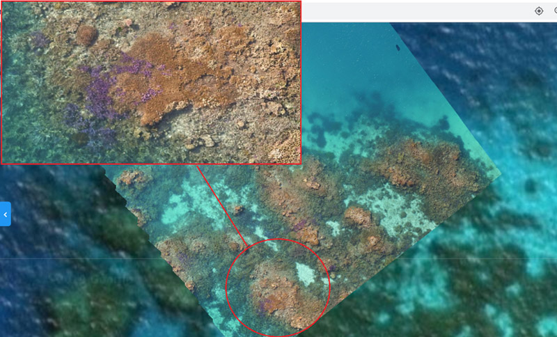 Aerial or coral reef with a zoomed in section