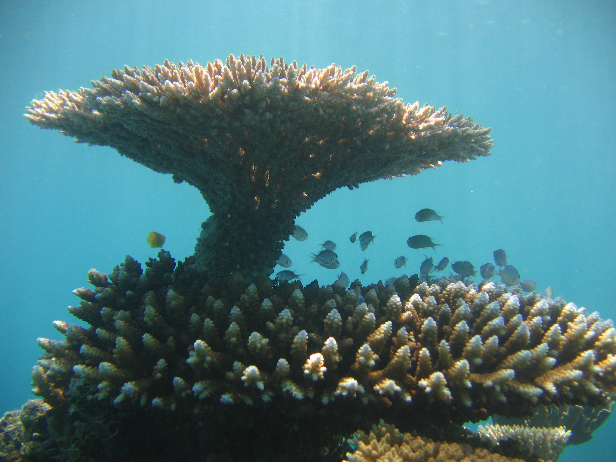 Table Coral