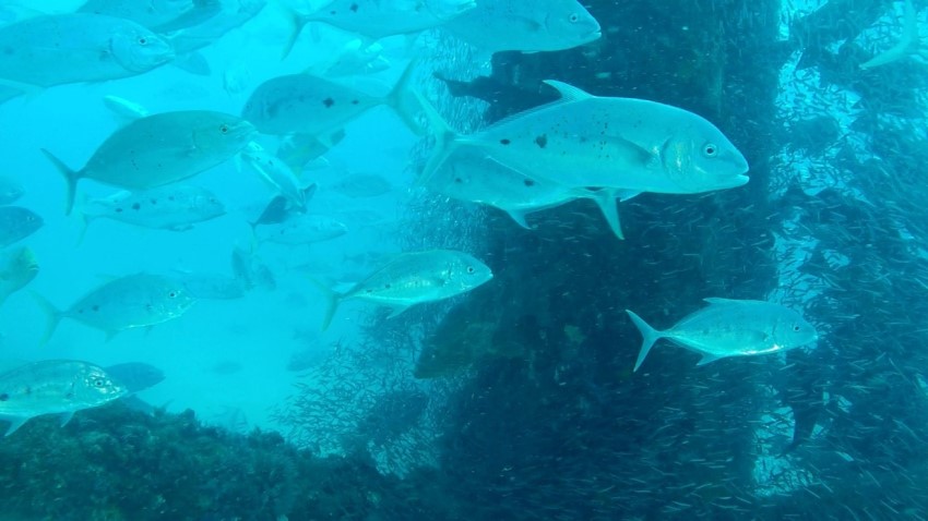 fish surrounding underwater structure
