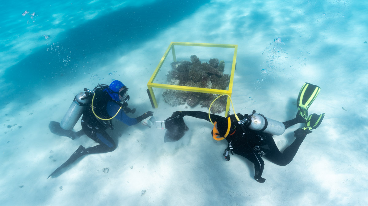 diver establishing patch reef