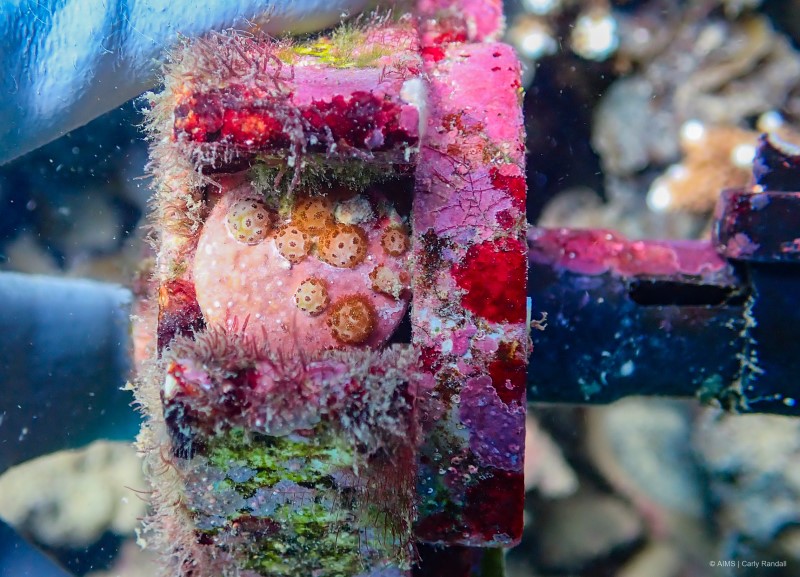 small corals on seeding device covered in coralline algae