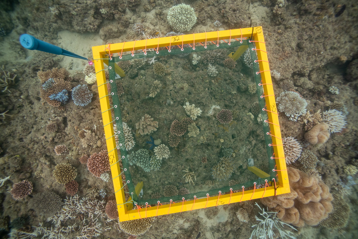 square structure with shade cloth about coral reef