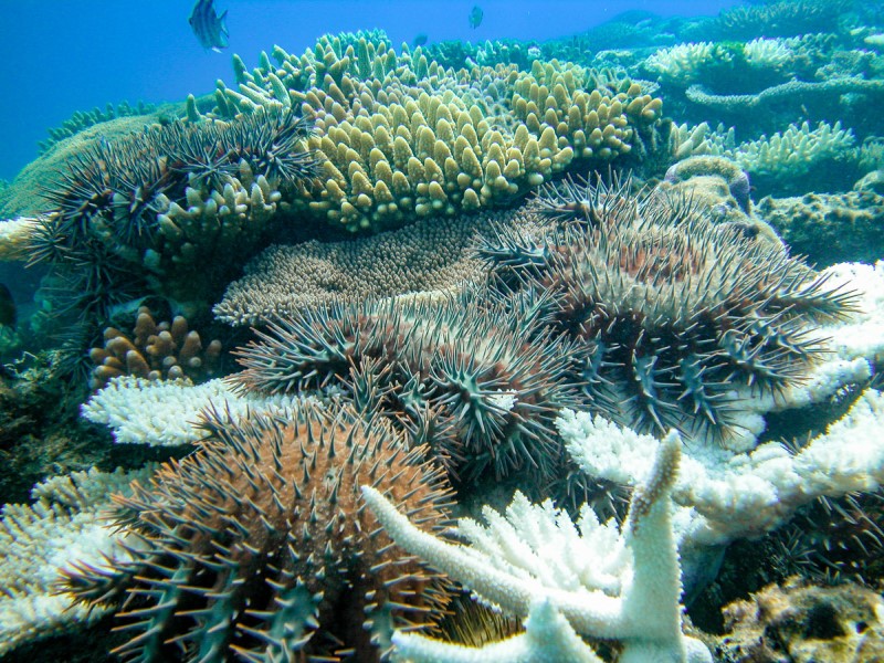 Crown-of-thorns starfish on top of a plate coral