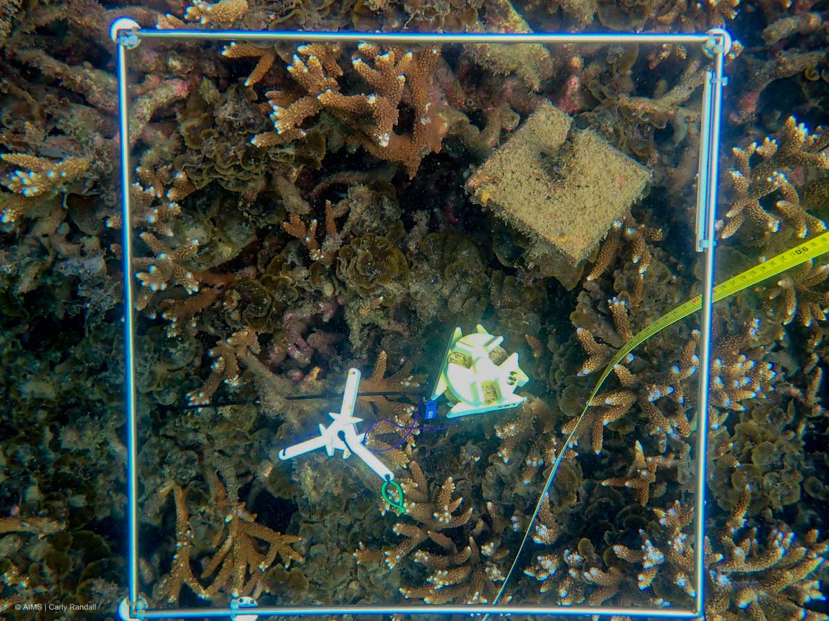 seeding devices on reef floor inside a quadrat