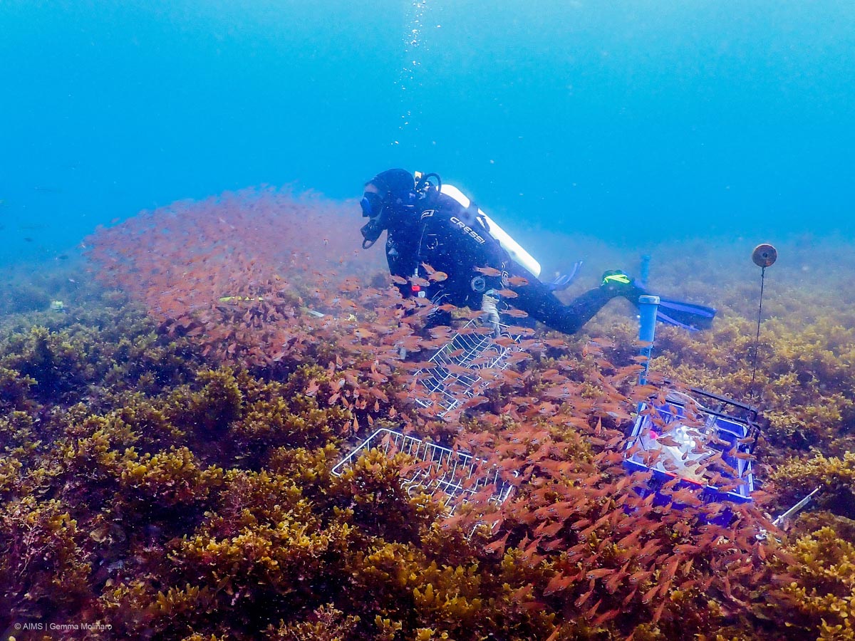 diver on reef surrounded by small fish