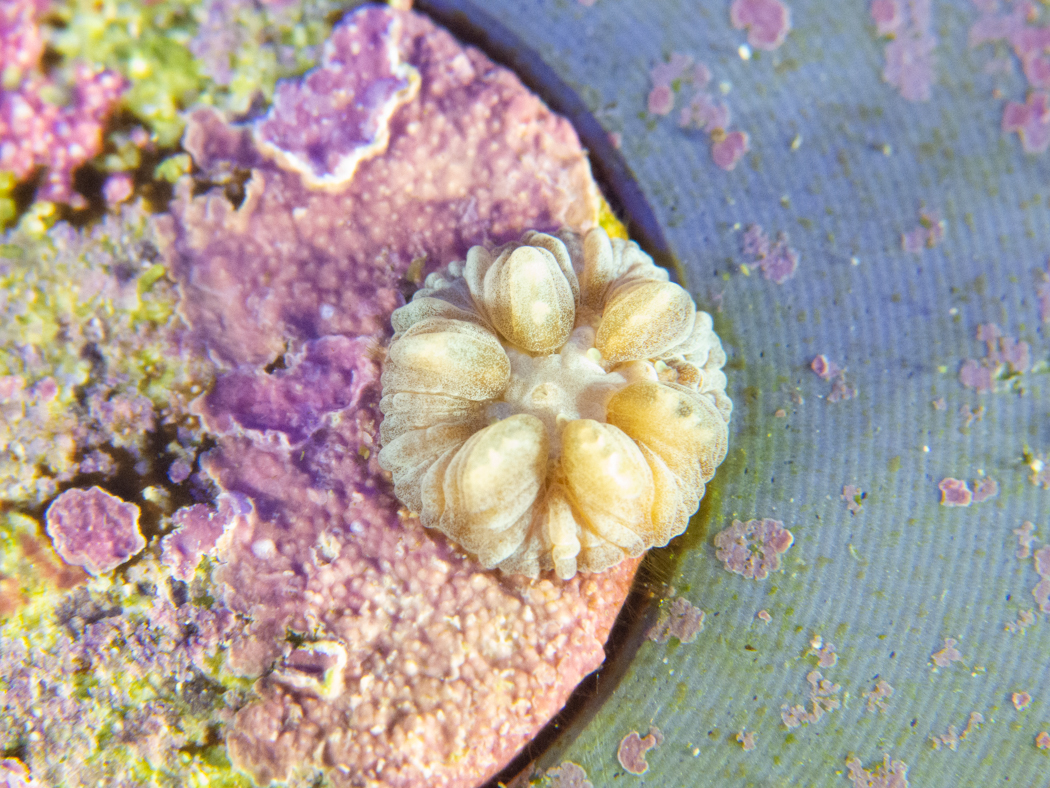 close up of a small coral polyp sits on the edge of a round surface