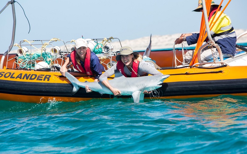 women scientists on small vessel holding a model of a shark