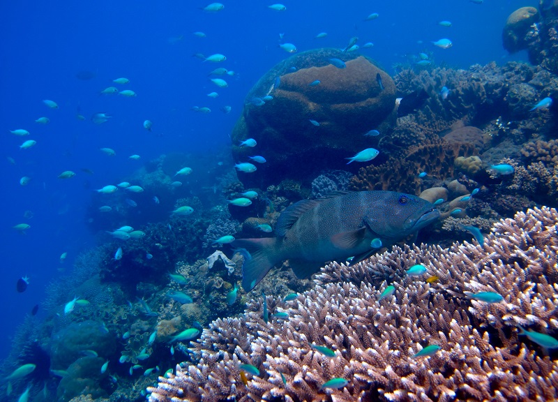 coral trout and blue green chromis swim above coral