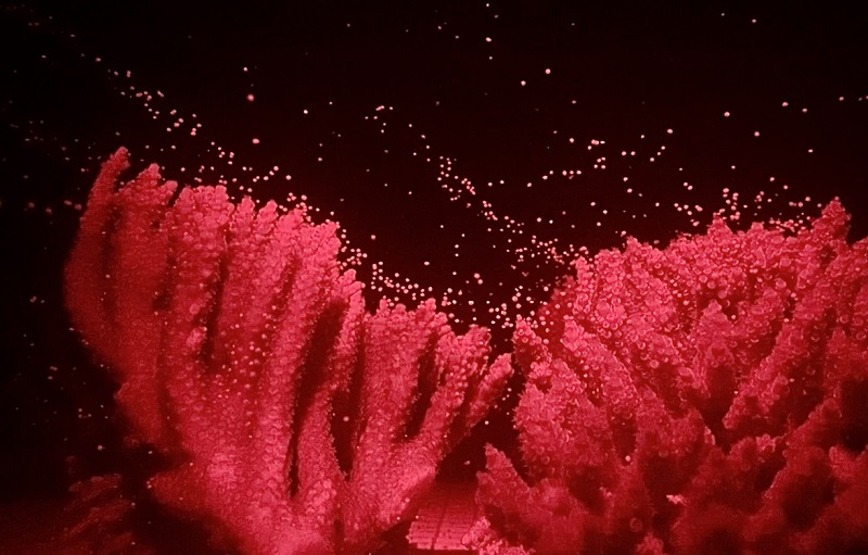 coral with egg bundles being released