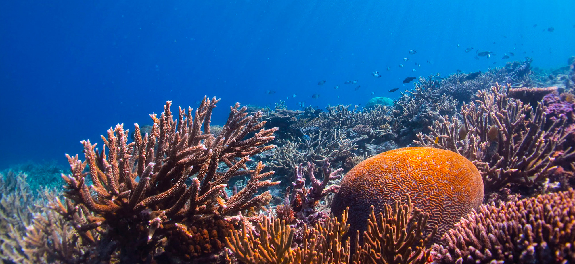 Engineering and Biology Researchers Collaborate to Aid Coral Reef