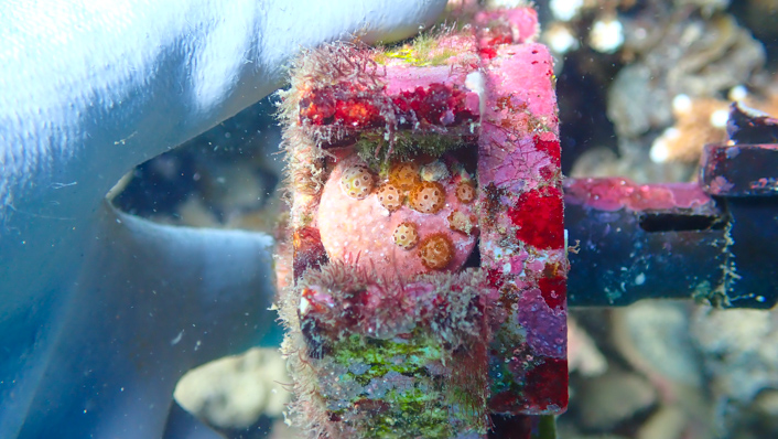 small coral recruits on seeding device