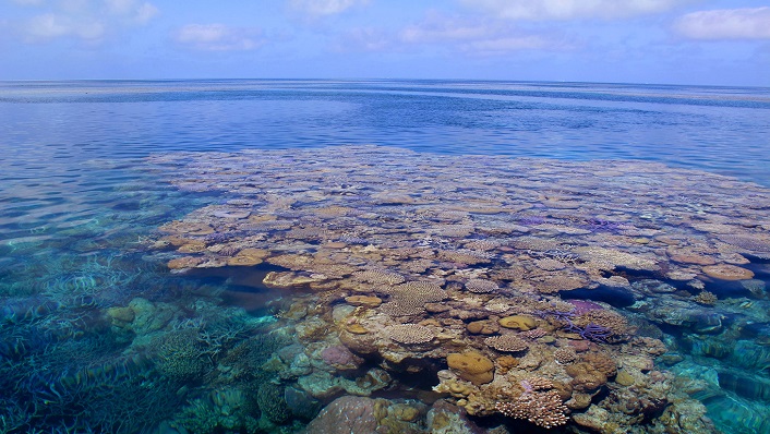 Aerial of Clerke Bommie at Rowley Shoals in WA. Photo by James Gilmour