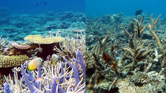 Side by side comparison of Scott Reef - healthy and degraded