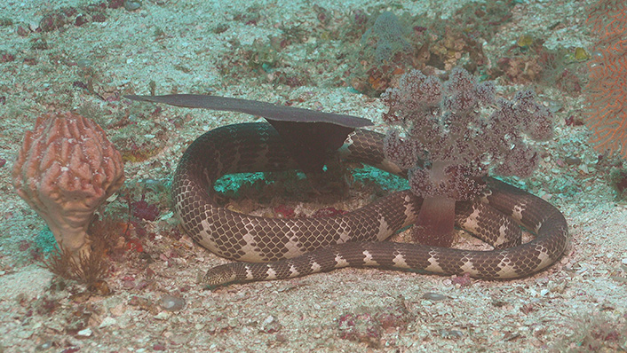 sea snake curled upon the sea floor