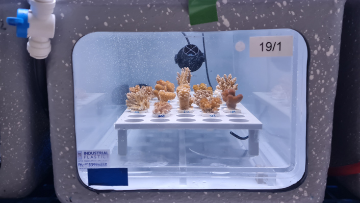 smal fragments of coral colonies sit in a grey aquaria with a glass window.