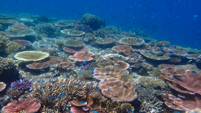 round, flat topped corals of many colours on top of a reef with clear deep blue water behind