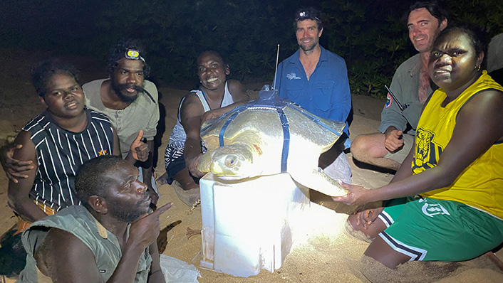 A group of scientists and indigenous rangers tag a flatback turtle